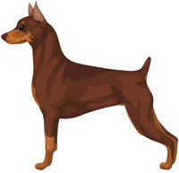 Chocolate and Tan Miniature Pinscher