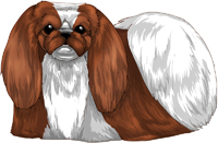 Chun Red & White Pekingese