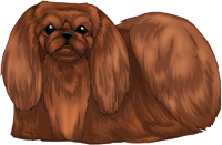 Chun Red Pekingese