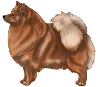 Clear Orange German Spitz