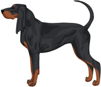 Black and Tan Black and Tan Coonhound