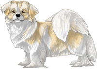 Cream & White Tibetan Spaniel