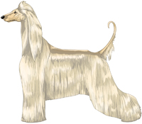 Cream Afghan Hound