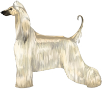 Cream with Black Mask Afghan Hound