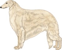 Cream Borzoi