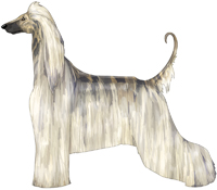 Cream Brindle Afghan Hound