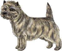 Cream Brindle Cairn Terrier