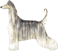 Cream Brindle Domino Afghan Hound