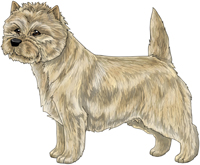 Cream Cairn Terrier