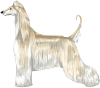 Cream Domino Afghan Hound