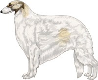 Cream with Black Mask and Extreme White Piebald Borzoi