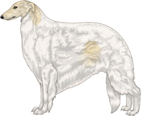 Cream with Extreme White Piebald Borzoi