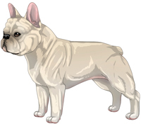 Cream French Bulldog