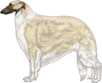 Cream with Black Mask and Irish White Markings Borzoi