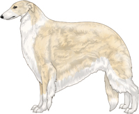 Cream with Irish White Markings Borzoi