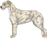 Cream Irish Wolfhound