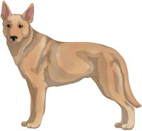 Cream Australian Kelpie