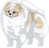 Cream Parti  Pomeranian