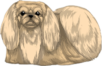 Cream Pekingese