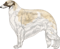 Cream with Black Mask and Piebald White Markings Borzoi