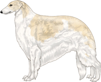 Cream with Piebald White Markings Borzoi