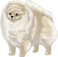 Cream  Pomeranian