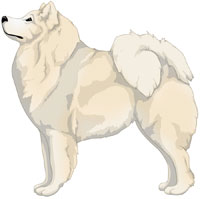 Cream Samoyed