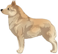 Cream Schipperke