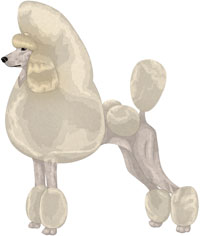 Cream Standard Poodle