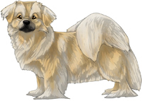 Cream Tibetan Spaniel