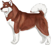 Dark Red and White Alaskan Malamute