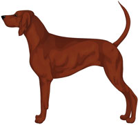 Dark Red Redbone Coonhound