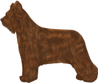 Dark Tawny Briard