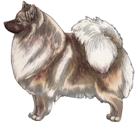 Dilute Brown Sable (Brown-pigmented Cream) German Spitz