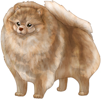 Dilute Chocolate Sable (Beaver)  Pomeranian