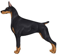 Black and Rust Doberman Pinscher