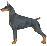 Blue and Rust Doberman Pinscher