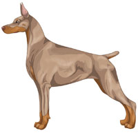 Fawn and Rust Doberman Pinscher