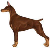 Red and Rust Doberman Pinscher