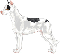 Double Merle Harlequin w/ Tan points Beauceron