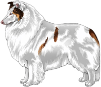 Double Dilute Mahogany Merle Rough Collie
