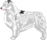 Double Merle Australian Shepherd