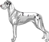 Double merle Great Dane