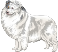 Double Merle Shetland Sheepdog