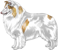 Double Dilute Sable Merle Rough Collie