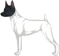 White & Black (Extreme White) Toy Fox Terrier