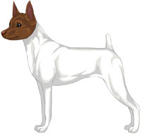 White & Chocolate (Extreme White) Toy Fox Terrier