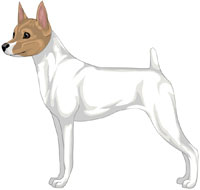 White & Tan (Extreme White) Toy Fox Terrier