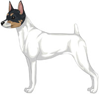 White Black & Tan (Extreme White) Toy Fox Terrier