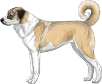 Fawn and White Anatolian Shepherd